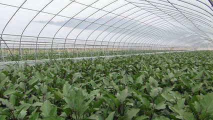 弗雷迪牌大棚蔬菜种植防病害专家治理土壤重茬杀菌消毒剂 价格、厂家与产品优势解析