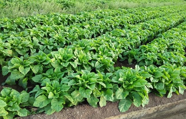 全年蔬菜种植时间表！什么季节种什么菜？一看就知道！