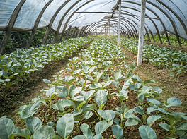 大棚蔬菜种植 现代农业中的高效与可持续发展