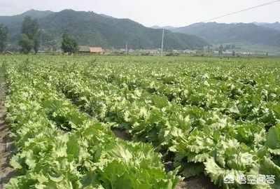 2019年，聚焦农村蔬菜种植与配送的创业机遇分析