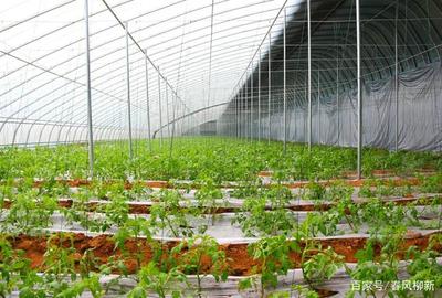 尊贵客人走进孝直村，传统文化永流传，蔬菜种植谱新篇