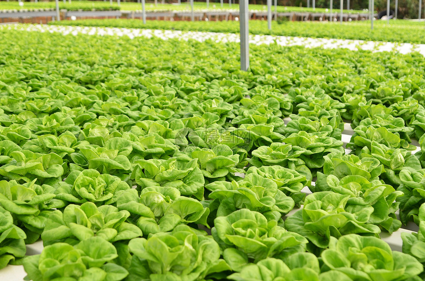 商业温室无土蔬菜种植 现代农业的高效与可持续之路