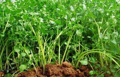 蔬菜种植入门 你真的会种菜吗？掌握生长温度是关键